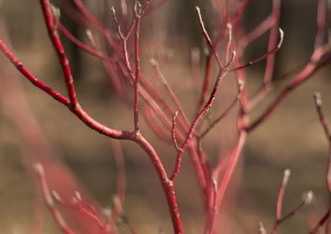Elegant red branches Stock Photos