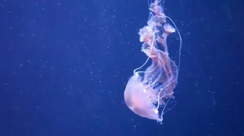 Elegant red Jellyfish Stock Footage 8947152