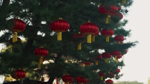 Elegant red lanterns adorn pine trees during nighttime festivities. Serene 库存影片 332610801