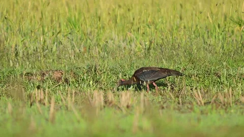 Elegant red napped ibis foraging in grassy habitat under fresh early daylight Vídeos de archivo 333868962