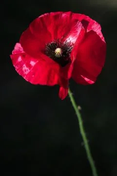 Elegant Red Poppy Flower in the wind on a green spring garden. Stock Photos