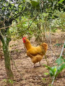 Elegant rooster in the trees Stock Photos