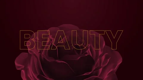 Elegant Rose Bloom and Gold Outline Text Logo Opener Stock After Effects