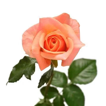 Elegant rose isolated on a white background. Beautiful head flower. Spring .. Stock Photos