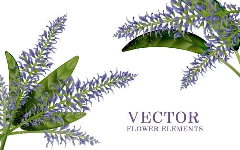 Elegant salvia elements Stock Illustration
