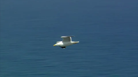 Elegant seagull fly by close Stock Footage 6532228