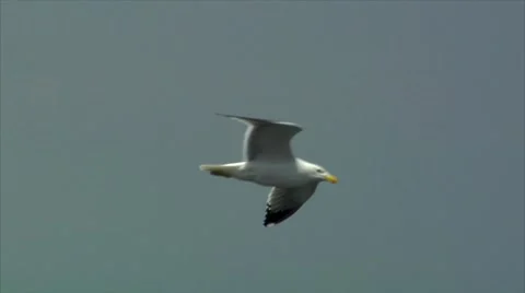 Elegant seagull fly Stock Footage 7139554