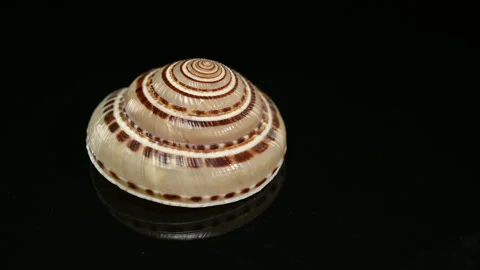 Elegant seashell with a perfect spiral pattern on a black background Stock Footage 317478989