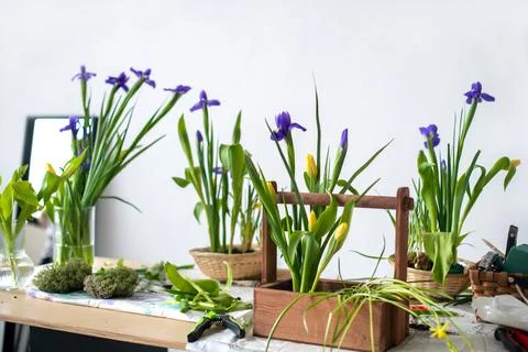 Elegant spring, Easter flower arrangements of irises, tulips, daffodils and Stock Photos