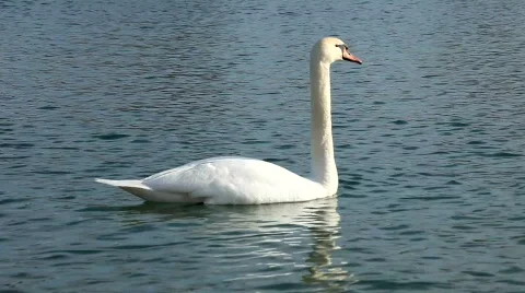 Elegant staid swan float Stockbeeldmateriaal 458466