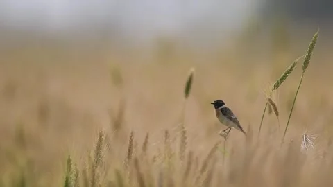 Elegant stonechat resting on wheat stalk in expansive agricultural field Video stock 333453700