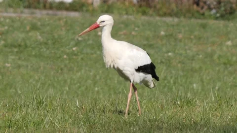 Elegant stork looking for predators and picking insects out a green grass field Video stock 171264858