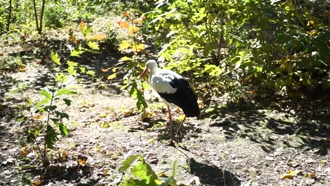 Elegant stork strolling through a serene zoo environment on a sunny day Stock Footage 297202529
