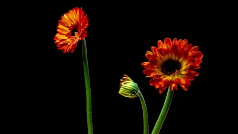 Elegant studio timelapse of three red, orange and yellow gerbera daisy flowers Stock Footage 335715384