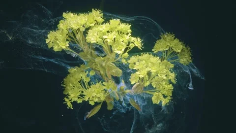 Elegant study of dynamic liquid shapes and vibrant botanical elements Stock Footage 331589911