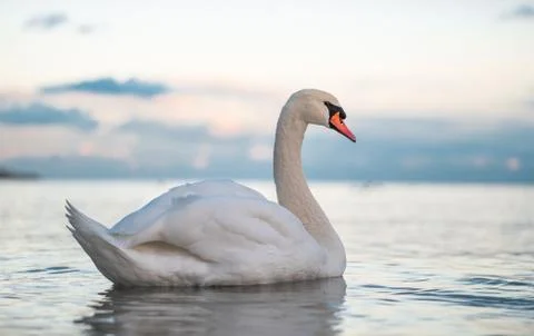 Elegant Swan Floating in Water During Sunset Stock Photos