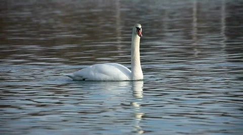 Elegant swan   Stock Footage 458449