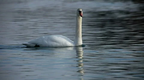 Elegant swan   Stockbeeldmateriaal 458455