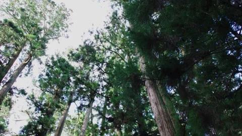 Elegant tall trees stretching towards the light sky at Okunoin Cemetery at Stock Footage 130347053