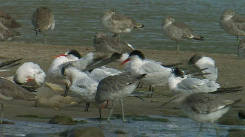 Elegant Tern Stock Footage 282389