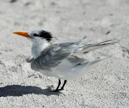 Elegant tern seabird Stock Photos
