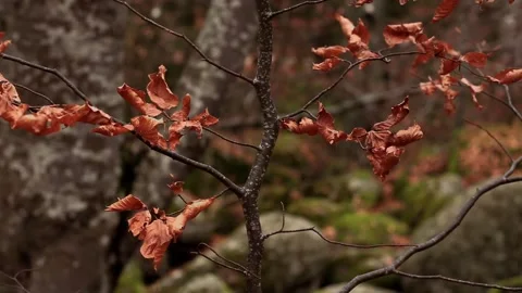 Elegant thin tree with autumn leaves swaying in the wind Stock Footage 330912568
