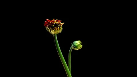 Elegant time lapse featuring two colorful gerbera flowers blooming and moving Stock Footage 335335579