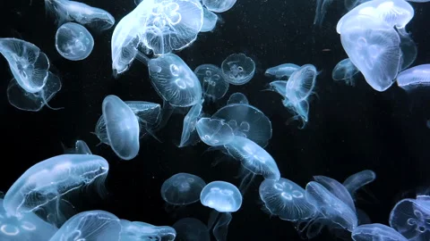 Elegant translucent jellyfish creating a surreal underwater Stock Footage 341680354