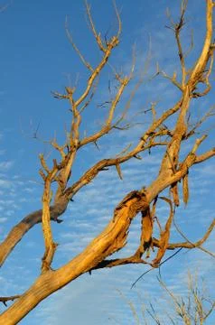 Elegant tree Stock Photos