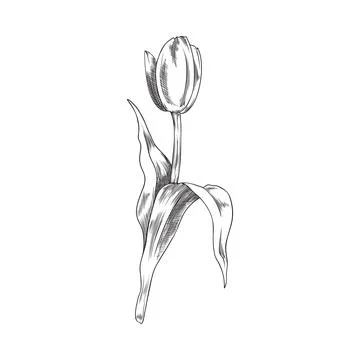Elegant tulip spring flower, hand drawn sketch vector illustration isolated on Stock Illustration