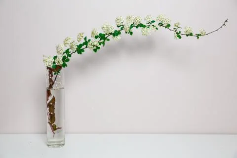 Elegant twig of beautiful spring tiny white flowers spirea in glass vase 库存照片