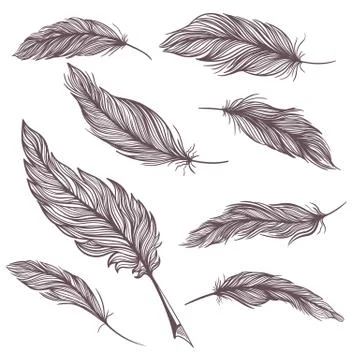 Elegant Vector Feathers Set Stock Illustration