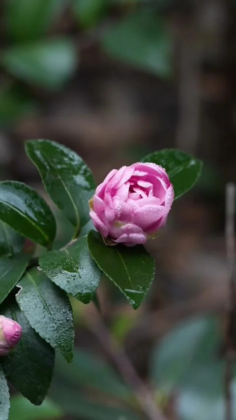 Elegant Vertical Close-up of a Soft Pink Camellia Bloom Stock Footage 331418073