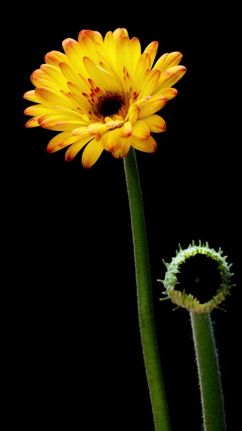 Elegant vertical floral composition featuring a blooming gerbera and a curved Stock Footage 335713696