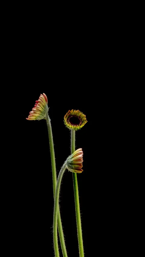 Elegant vertical time lapse featuring three pink gerbera flowers with natural Stock Footage 335305733