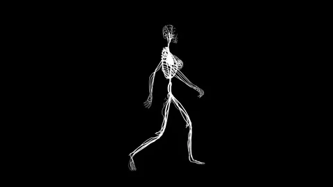 Elegant Walk of a Glowing Skeleton Stock Footage 341776961