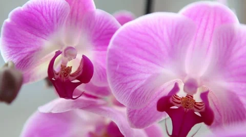 Elegant wedding flowers close up Stock Footage 45280513