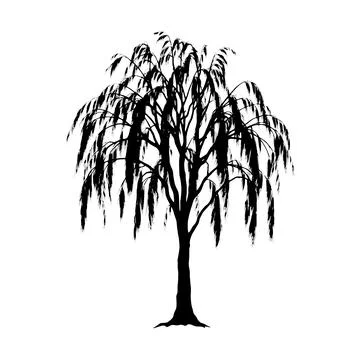 Elegant Weeping Willow Tree Silhouette Vector Illustration Stock-Illustration