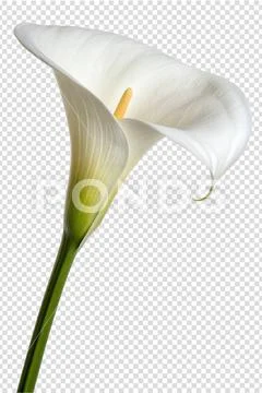 Elegant white calla lily with long green stem PSD Template