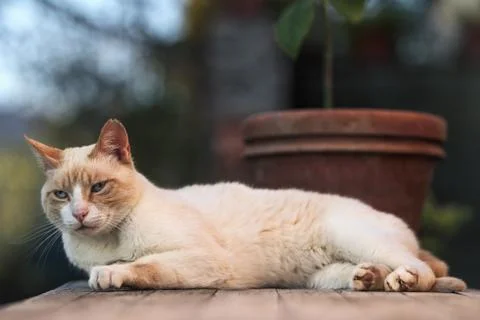 An elegant White cat lays on table. Stock Photos