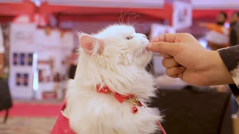 Elegant White Cat in red Harness with Bow. Closeup of a dressed cat. Stock Footage 343808832