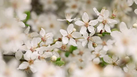 Elegant white cherry blossoms in bloom with romantic vibe Stock Footage 331873412