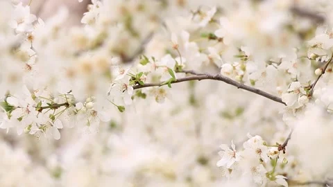 Elegant white cherry blossoms in bloom with romantic vibe Stock Footage 331873413