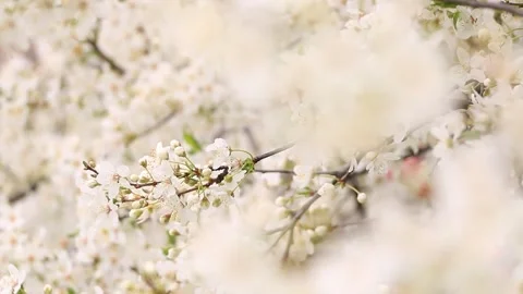 Elegant white cherry blossoms in bloom with romantic vibe Stock Footage 331873426