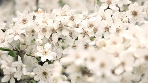 Elegant white cherry blossoms in bloom with romantic vibe Stock Footage 331873450