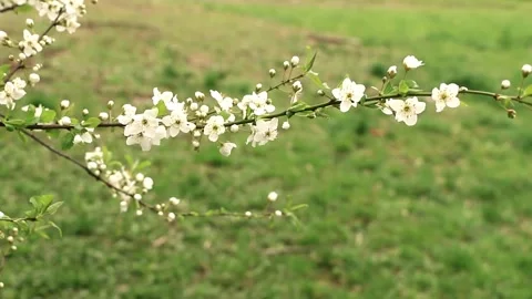 Elegant white cherry blossoms in bloom with romantic vibe Stock Footage 331873478