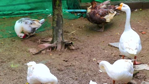 Elegant White Goose Watching Camera As Muscovy Duck Grooms Thailand. Stock Footage 345699344