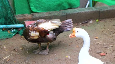 Elegant White Goose Watching Camera As Muscovy Duck Grooms Thailand. Stock Footage 345699350