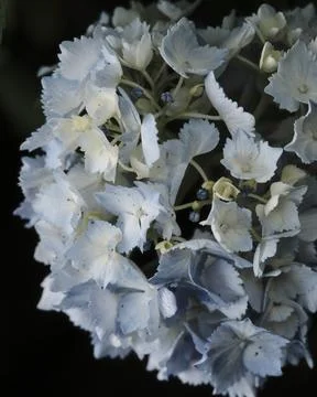 Elegant White Hydrangea Close-up Stock Photos