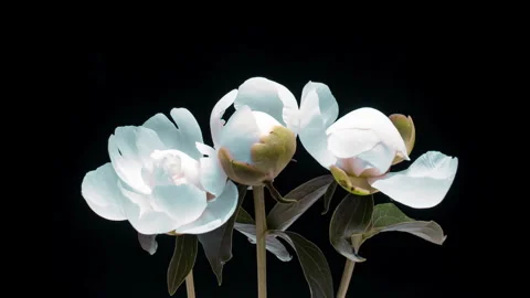 Elegant white peonies with a subtle blue tint bloom in time-lapse against a Stock Footage 335694733
